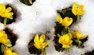 Blühende Winterlinge schauen in Kassel aus dem Schnee. Zwar sind keine nennenswerten Schneefälle mehr angesagt, das Wetter bleibt aber auch in den kommenden Tagen kalt mit teilweise strengem Nachtfrost. Foto: dpa