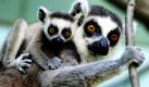 Das Katta-Äffchen Ingebour und ihr Junges schauen neugierig in die Kamera des Fotografen. Insgesamt drei Katta-Babys kamen im Frankfurter Zoo vor rund sieben Wochen auf die Welt und erfreuen derzeit die Besucher.  Foto: dpa
