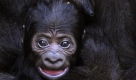 Vier Tage alt ist das Gorillababy, das von Gorillamutter Josy den Besuchern erstmals im Zoo Hannover präsentiert wird. Josy hatte am Freitag einen Jungen auf die Welt gebracht. Einen Namen hat das kleine Bündel Fell noch nicht. Seit der Geburt lässt Josy ihren Nachwuchs nicht mehr aus den Augen. Grund könnte der Tod ihres Babys Femi vor fast einem Jahr sein. Das Gorillamädchen wurde nur fünf Monate alt. Es starb an den Folgen einer Platzwunde am Kopf. Foto: dpa