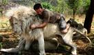 Kevin Richardson, der Löwenflüsterer genannt, lässt sich von einem Exemplar der mächtigen Tiere in einem Gehege im White Lion Park in Broederstroom in Südafrika Huckepack nehmen. Richardson veröffentlicht am Freitag einen neuen Film in den USA, in dem es um den seltenen weißen Löwen geht, von denen jährlich tausend Tiere getötet werden, um als Trophäe an einer Wand zu enden. Der selbsternannte Botschafter der Löwen hofft der Streifen wird das Bewusstsein dafür wecken, dass die Tiere schützenswert sind. Foto: dapd
