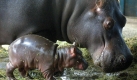 Das Nilpferd ist zwar nicht gerade schön. Aber diese niedlichen Äuglein mit den hübschen Wimpern, gepaart mit diesen adretten Rundungen und den tollen Ohren - dafür lässt sich so mancher Tierschützer durchaus erwärmen. Foto: dpa