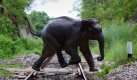 Ein Elefant überquert Bahngleise in einem Wildpark in Indien. Die indischen Behörden haben angeordnet, dass alle in Gefangenschaft lebenden Elefanten in Wildparks leben sollen. Foto: ap