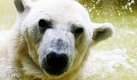 Die damals 30-jährige Eisbärin Lisa schwimmt im Tierpark Hellabrunn in München in ihrem Gehege. Die im September nach Berlin gekommene Eisbärin ist tot. Nach Angaben des Berliner und des Münchner Tierparks wurde sie eingeschläfert. Foto: ddp