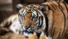 Ein Tiger befindet sich in einem Gehege im thailändischen Kanchanaburi, in dem Tiger gepflegt werden. In Asien werden Raubtiere oft privat gehalten und landen später in Tierpflegestationen. Foto: ap