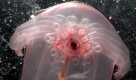 Dieses Bild zeigt eine durchsichtige Seegurke,Enypniastes, in fast 3000 Metern Tiefe im nördlichen Golf von Mexiko. Foto: Larry Madin, ap
