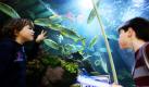 Ole und Lukas versuchen im Sea Life Aquarium in Timmendorfer Strand die Fische zu zählen. Drittklässler aus der örtlichen Grundschule helfen im Rahmen eines Projekttages, die über 3500 Tiere aus 100 Arten in den 36 Becken zu erfassen. Foto: dpa