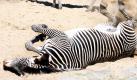Zebras im Zoo in Berlin nehmen gerne ein Staubbad. Zebras wälzen sich in Staub oder Erde, um so lästige Parasiten oder Insekten loszuwerden und die Haut zu pflegen.  Foto: dpa