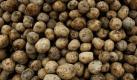 Das Gut Bütow in Zepkow in Mecklenburg-Vorpommern baut künftig keine Amflora-Genkartoffeln mehr an. Der Vertrag mit dem BASF-Tochterunternehmen Plant Science wurde gekündigt, wie Versuchsleiter Denis Behrendt bestätigte. Die Proteste der Gentechnik-Gegner, Feldbesetzungen und das enorme Polizeiaufgebot beim Ausbringen und bei der Ernte der Kartoffeln hätten den Ausschlag gegeben, die Kooperation zu beenden, sagte Behrendt. Foto: dapd