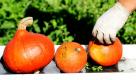 Orange  lecker: Ein Arbeiter legt auf einem Feld nahe München geerntete Hokkaido-Kürbisse auf ein Laufband. Zahlreiche Kürbissorten werden im Moment auf den Feldern von Gemüsebauer Peter Gogeff im Münchner Stadtteil Feldmoching geerntet. Kürbisse sind die größten vorkommenden Beeren und gleichzeitig eine der ältesten Kulturpflanzen. Über 800 Sorten von Speise- und Zierkürbissen soll es mittlerweile geben.  Foto: dapd