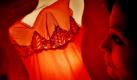 In Italien lieben es die Menschen Rot: Nicht anders ist es zu erklären, dass ausgerechnet zu Silvester alle rote Unterwäsche tragen. Egal ob Mann oder Frau, Boxershorts oder sexy Dessous - Rot bringt Glück und sollte deshalb getragen werden. Foto: news.de
