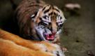 Ein neugeborenes Tigerbaby sitzt bei den Pfoten des Muttertieres im Zoo der indonesischen Stadt Medan. Der Plan der Regierung, dass reiche Bürger mit großem Garten Tiger halten dürfen, stößt vielerseits auf Kritik. Foto: ap