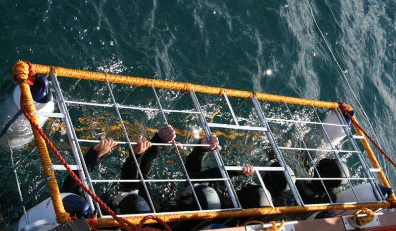 In Südafrika können unerschrockene Urlauber auf Tauchstation gehen und die Weißen Haie in ihrem natürlichen Lebensraum antreffen. Dies geschieht zum Schutz des Menschen, aber auch der Tiere in einem Stahlkäfig. Foto: White Shark Projects