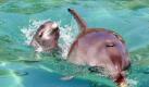 Das neueste Mitglied der Delphinfamilie im Sea World in Brisbane gehört zu der Gattung der Großen Tümmler und wurde am 2. September geboren. Die kleine Delphindame erkundet jetzt mit ihrer zehnjährigen Mutter Zippa, was es in dem Aquarium alles zu entdecken gibt.  Foto: dpa