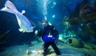 Der Chefkurator des Sea Life, Martin Hansel, füttert in einem Becken des Aquariums in Berlin einen Wrackbarsch. Im Sea Life können Besucher auf einer Fläche von etwa 1.800 Quadratmertern 4000 Wasser-Bewohner erleben. Neben vielen einheimischen Fischarten sind auch exotischere Bewohner wie Kraken, Rochen, Seesternchen und kleine Haie zu sehen. Foto: dpa