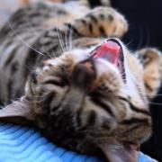 Kampf dem Katzenhaar (Foto)
