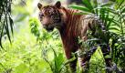 Ein Sumatra-Tiger ist im Ragunan Zoo im indonesischen Jakarta zu sehen. Die Umweltstiftung World Wildlife Fund (WWF) warnt vor dem Aussterben der bedrohten Tierart. Nur noch rund 400 Exemplare gebe es derzeit in Indonesien. Foto: dpa