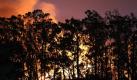 Gespenstisch leuchtet das Licht des Großfeuers durch eine Reihe von Bäumen. Foto: dpa