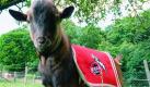 Der arme Geißbock Hennes. Das Maskottchen ist eine der wenigen Kontinuitäten beim 1. FC Köln. Wobei: Im Bild sehen wir Hennes VIII. Aber auch Trainer werden in Köln nicht alt... Foto: dpa