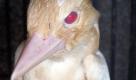epa02482553 Supplied undated photo obtained on 06 December 2010 of one of what's believed to be the world's two first albino blue-winged kookaburras found in Queensland's far north. Staff at a wildlife sanctuary south of Cairns are caring for what they've called 'a miracle sent from heaven' after the six week-old siblings were blown from their nest during a storm. EPA/EAGLES NEST WILDLIFE HOSPITAL EDITORIAL USE ONLY / AUSTRALIA AND NEW ZEALAND OUT +++(c) dpa - Bildfunk+++
 Foto: dpa