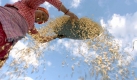 Die Landwirtschaft im Himalaya ist harte Arbeit - da brauchen Frauen häufig mehrere Männer. Foto: dpa
