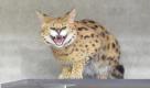 Er ist schon da: Der Serval muss auf anderen 40 Tierarten, die mit ihm im Gondwanaland leben, werden noch ein bisschen warten. Foto: news.de