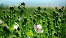 Anbau nur mit Genehmigung: Auf seinem Feld in der Nähe vonKassel pflanzt Landwirt Björn Sippel Schlafmohn an. Dafür holte er die Erlaubnis der Bundesopiumstelle ein. Genutzt wird die Pflanze für einen Lehrpfad und für die Gewinnung von Öl. Auch sind spezielle Gerichte für die eigene Restaurantküche geplant. Mit Drogen hat das aber nichts zu tun: Der Morphingehalt dieser Schlafmohnsorte ist für die Opiumgewinnung ungeeignet. Foto: dpa