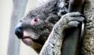 Australien (Foto)