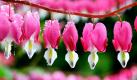 Von nächtlichem Regen sind die Blüten einer Blume mit dem poetischen Namen Tränendes Herz in einem Garten in Eichstetten benetzt. Zu uns gekommen ist die Blume aus dem Fernen Osten, ihre ursprüngliche Heimat liegt in China, der Mandschurai und Korea. Foto: ap