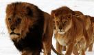 Ein Löwenrudel läuft im Schnee durch den Blair-Drummond-Safaripark nahe Stirling in Schottland. Große Gebiete Großbritanniens sind seit einer Woche fest in Winterhand. Foto: ap