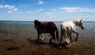 Zwei Pferde laufen durch den flachen Aralsee in Kasachstan. Der Aralsee ist der viertgrößte Süßwassersee der Welt. Nachdem das Wasser des Sees zur Bewässerung von Feldern benutzt wurde, verkleinerte sich seine Fläche um 90 Prozent. Foto: ap
