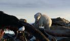 Der Eisbär ist zum Symbol für den Klimawandel geworden. Und tatsächlich wird er seine Jagdgründe als erster verlieren. Kaum ein anderes Tier hängt so unmittelbar von dem einzigartigen Zusammenspiel von Wasser und Eis ab. Foto: zdf