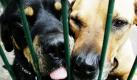 Die Mischlinge Tinka und Rocky schauen aus ihrem Zwinger im Mainzer Tierheim. Es seien bisher nur vereinzelt Fundtiere aufgetaucht, berichtet Mitarbeiterin Elena Eichinger. Aber der große Ansturm wird noch kommen, ist sie überzeugt. Die Ferien seien ja gerade erst zur Hälfte vorbei. Es könne zudem durchaus Tiere geben, die bereits ausgesetzt, aber noch nicht aufgefunden wurden. Foto: ddp