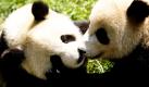 Zwei Panda-Jungtiere spielen miteinander im Conservative and Research Center im chinesischen Wolong. Zehn Jungtiere werden bei der Expo 2010 in Schanghai zu sehen sein. 
 Foto: ap
