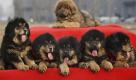 Kleine Hundewelpen warten in Peking auf Käufer. Das Interesse an dieser Tibet-Dogge ist in den vergangenen Jahren in China stark angestiegen. Viele Chinesen suchen nach einer Möglichkeit, ihren Reichtum zu zeigen. Die Hunde sind eine davon. Foto: ap