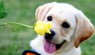 Ein Labrador-Welpe schnüffelt im australischen Brisbane an einer Rose. Zum 50. Jubiläum des Ausbildungszentrums für Blindenhunde wurde eine neue Rosenart gezüchtet  die Brindabella Gold. Der Erlös des Verkaufs kommt dem Ausbildungszentrum zugute. Foto: dpa