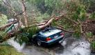 Ein umgestürzter Baum hat in einem Vorort von Auckland in Neuseeland ein Auto zertrümmert. Schuld war ein Tornado, der in einem Teil der größten Stadt des Landes wütete. Der Sturm stieß Autos um und ließ Trümmerteile durch die Luft wirbeln, wie Zeugen berichteten.  Foto: dapd