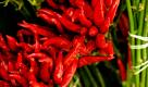 Rot, klein, hinterhältig. Wer auf den Geschmack von Chili steht, mag es gerne scharf. Durch den sanften Schmerz wird das Glückshormon Endorphin ausgeschüttet und die Wirkung des Capsaicin steigert die Lust und das körperliche Wohlbefinden. Foto: flickr