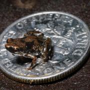 Winziger Frosch gehört zu «zehn skurrilsten Entdeckungen» von 2012 (Foto)