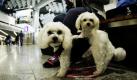 Die Malteser-Hunde Chewbacca und Princess Leia warten in Frankfurt am Main auf den Flug in die USA. Nach der Absage des Fluglotsenstreiks in sprichwörtlich letzter Minute ist der Betrieb an Deutschlands größtem Flughafen heute morgen weitgehend normal angelaufen. Es gebe lediglich einige wenige Verschiebungen im Flugplan, sagte ein Sprecher. Foto: dapd