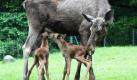 Die zweijährige Elchkuh Heda steht im Opel-Zoo in Kronberg mit den Elchzwillingen Gunnar und Torben zusammen. Foto: dpa