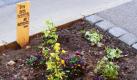 Guerilla Gardening (Foto)