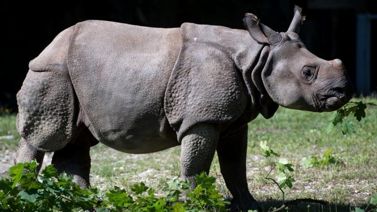 Ein Panzernashorn - hier ein Exemplar aus dem Münchner Tierpark Hellabrunn - hat in Nepal einen Angler getötet.