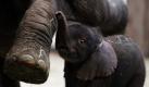 Elefantenjunge Uli und seine Mutter Sabie kommen im Zoo in Wuppertal erstmals gemeinsam ans Licht der Öffentlichkeit. Der Zoo freut sich über Nachwuchs: Babyelefant Uli ist der jüngste Spross im Elefantengehege - allerdings nur für kurze Zeit. Auch eine andere Elefantendame erwartet Nachwuchs.  Foto: dpa