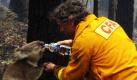 Der australische Feuerwehrmann David Tree teilt sein Wasser mit einem verletzten Koala auf Mirboo. Bei verheerenden Waldbränden in Australien kamen über 181 Menschen ums Leben. Foto: ddp