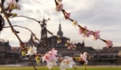 Japanische Zierkirschen blühen am Montag (30.11.2009) in Dresden auf den Elbwiesen. Im Hintergrund das Schloss und die Katholische Hofkirche. Für die kommenden Tage sagen die Meteorologen allerdings sinkende Temperaturen voraus. Foto: Matthias Hiekel dpa/lsn +++(c) dpa - Bildfunk+++ Foto: dpa