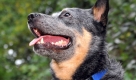 Rettungshund Christo hat Kassandra aufgespürt. Der viereinhalbjährige Australien Cattle Dog fand das vermisste Mädchen in der Nacht zum 15. September 2009 in ihrem Heimatort Velbert (Kreis Mettmann) unter einem Kanaldeckel. Für einige Tage war er der Held für die Medien. Foto: dpa