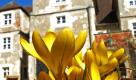 Krokusse blühen vor dem Schloss Mellenthin auf der Insel Usedom. Die frühlingshaften Temperaturen sind nur von kurzer Dauer. Für das Wochenende kündigen die Meteorologen Schauerwetter und deutlich zurückgehende Temperaturen an. Foto: ddp