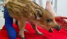 Hans-Huckebein, das Unglücksschwein: Eine Tierärztin behandelt in Brandenburg einen Frischling mit einem gebrochenen Bein. Eine Familie hatte das Wildschweinbaby verletzt am Straßenrand gefunden. Der kleine Frischling wird nun von seiner neuen Pflegefamilie gesund gepflegt. Foto: Patrick Pleul Foto: dpa