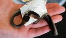 Ein Mitarbeiterin zeigt im Tierheim in Mülheim an der Ruhr eine tote Kobra. Das Jungtier ist drei Wochen nach seiner Flucht aus einem privaten Terrarium in Mülheim auf einem ausgelegten Klebestreifen verendet. Das geschwächte Jungtier hat offenbar den Versuch nicht überlebt, sich aus der in dem Wohnhaus ausgelegten Falle selbst zu befreien. Foto: dpa