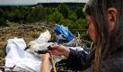 Die Diplom-Biologin und Koordinatorin des Weißstorchschutzes in Baden-Württemberg, Ute Reinhard, beringt einen Jungstorch in einem Nest auf einem Hausdach beim Erlebnispark Tripsdrill in Cleebronn. In und um den Erlebnispark leben seit einigen Jahren rund 20 Weissstörche. Mit der Beringung können die Biologen das Zugverhalten der Weissstörche besser verfolgen. Foto: dapd